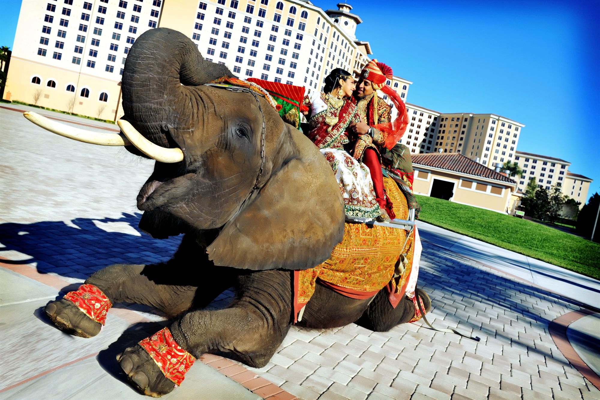 groom baraat decorated elephant resort
